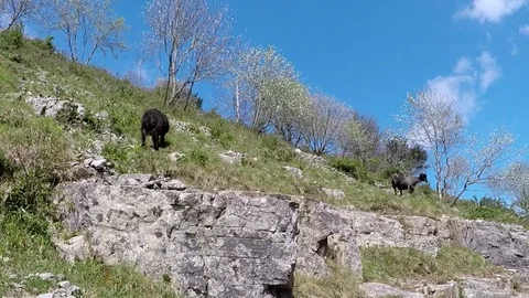 Cheddar Gorge, view Stock Footage