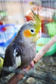 Cheeks yellow parrot Stock Photos