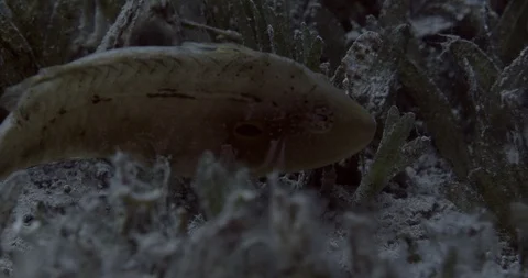 Cheekspot Wrasse (Halichoeres melasmopomus) on the sand and grass in Red sea Video stock 111742953