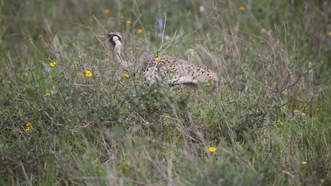 Cheeky bird sneaking through grass in Nairobi National Park Stock Footage 129939366