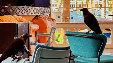 Cheeky Crows Take Over Sharm El-Sheikh Poolside Café Stock Footage 323157810
