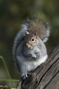 Cheeky grey squirrel Foto stock