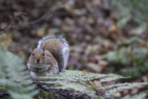 A cheeky grey squirrel Stock Photos