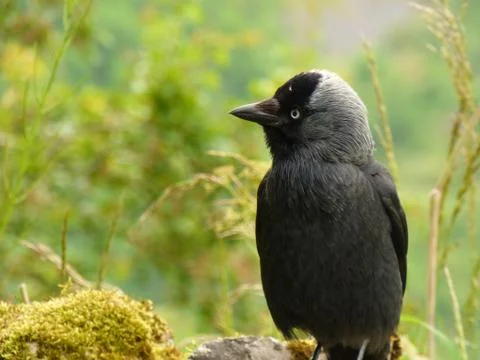 Cheeky Jackdaw Stock Photos