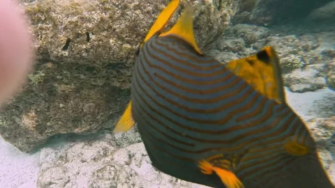 Cheeky little Orangestriped Triggerfish chasing my finger up-close whilst Stock Footage 259733390