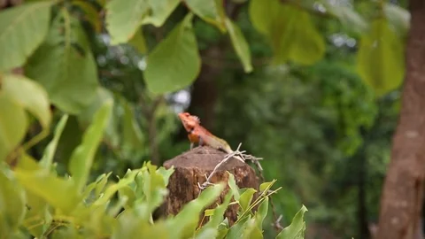 Cheeky lizard shot through trees in Sri Lanka Stock Footage 104122438