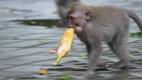 Cheeky monkey with banana Stock Footage 84640164