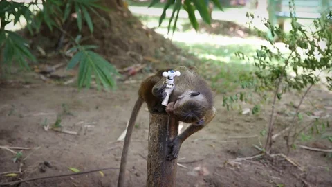 Cheeky monkey drinking from water tab, Sri Lanka Stock Footage 104123359