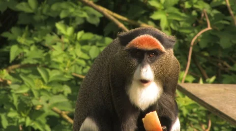 Cheeky Monkey eating fruit! Stock Footage 61257287