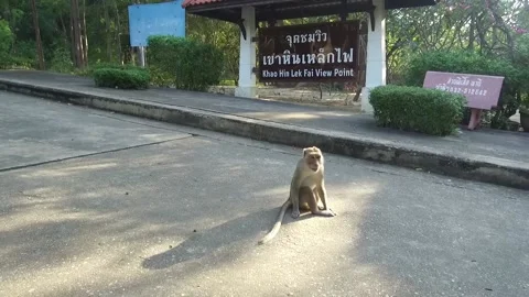 Cheeky Monkey at Khao Hin Lek Fai Viewpoint, Hua Hin, Thailand Stock Footage 130699786