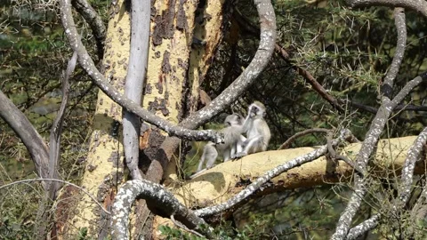 Cheeky Monkey Stealing a Treat | 4K Primate Interaction Footage 스톡 동영상 312201801