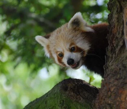 Cheeky Panda Stock Photos