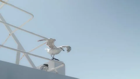 A cheeky seagull lands aboard the ship, chasing away another competing seagull. Stock Footage 295213352