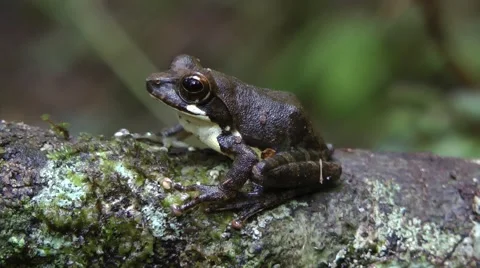 Cheeky Shrub Frog Stockbeeldmateriaal 64802065