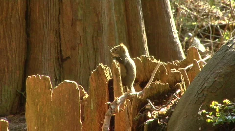 Cheeky Squirrel In The Sun Stock-Footage 488668