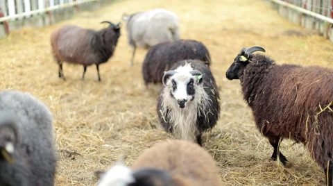 Cheep in a barn 스톡 동영상 57769224