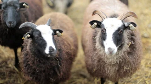 Cheep in a barn Stock Footage 57769254