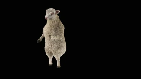 Cheep Dancing, with Alpha matte. Stock Footage 186129527