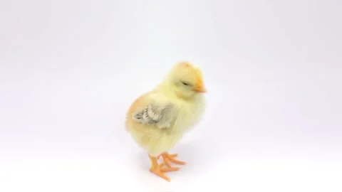 Cheeping lost chicken Stock Footage 126100795