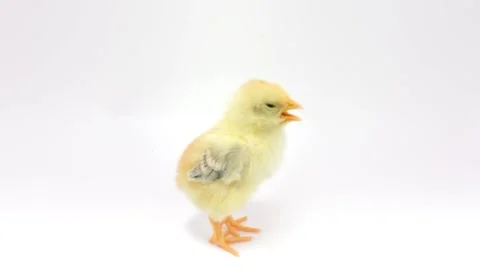 Cheeping lost chicken Stock Footage 126100849