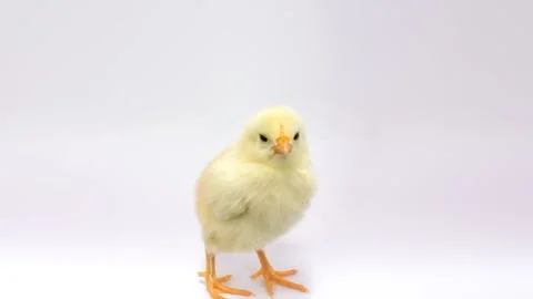 Cheeping lost chicken Stock Footage 126117514