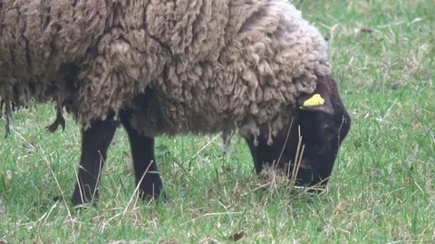 Cheeps in a field unzoom Stock Footage 76910739