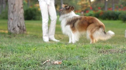 Cheer Up Your Dog Stock Footage 52609587