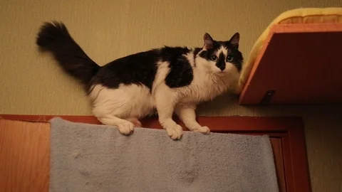 Cat Jumps Stock Footage ~ Royalty Free Stock Videos  Pond5