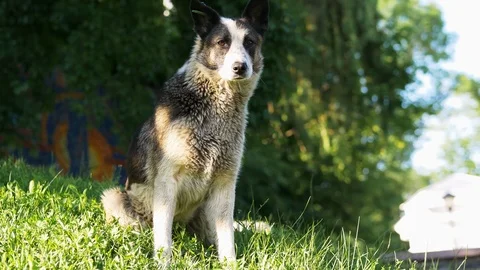 Cheerful and active mixed-breed dog portrait, happy homeless dog sits on the Stock Footage 109380496