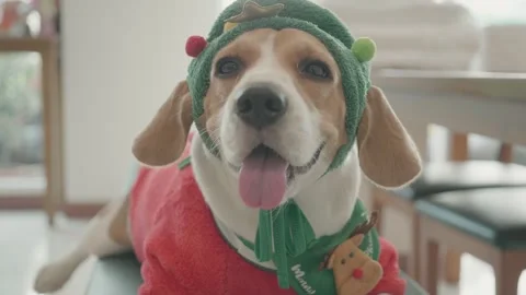 Cheerful Beagle Dressed for the Holidays Stock Footage 318938591