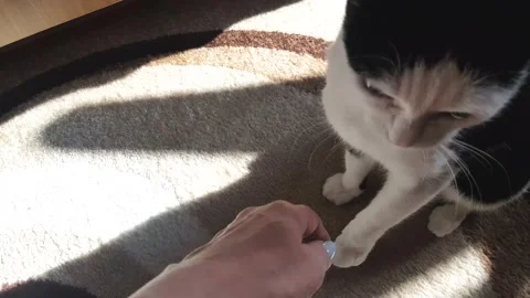 A cheerful black and white cat plays with a woman hand, bites and flips over. Stock Footage 150362482