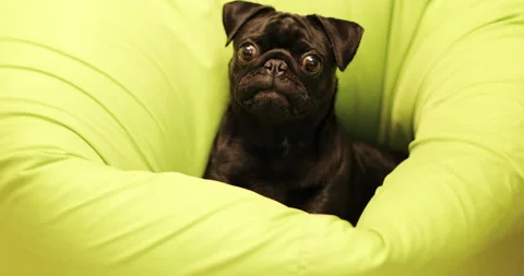 A cheerful black pug is sitting in a soft chair. Stock Footage 140990304