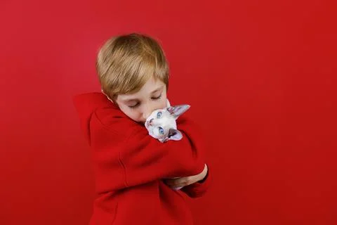 Cheerful boy on a red background with a cat in his hands Stock Photos