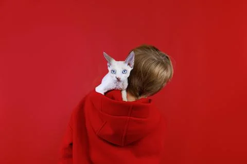 Cheerful boy on a red background with a cat in his hands Stock Photos