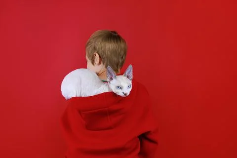 Cheerful boy on a red background with a cat in his hands Stock Photos