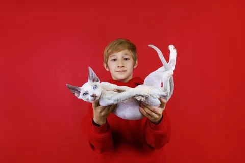 Cheerful boy on a red background with a cat in his hands Stock Photos