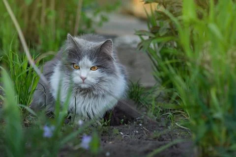 Cheerful cat lying between flowers in spring. Portrait of happy young cat in  Stock Photos