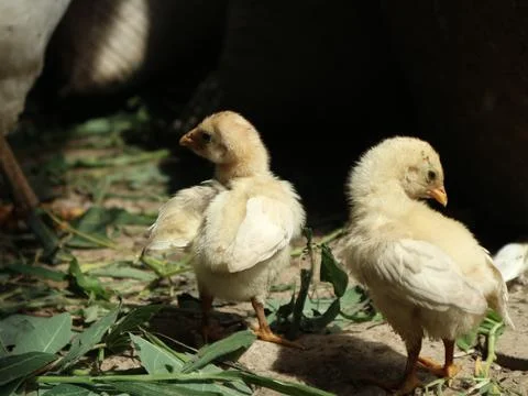 Cheerful Chicks 库存照片