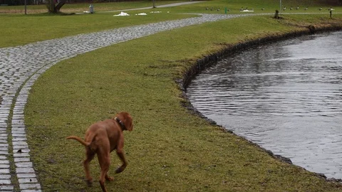 A cheerful cute red-haired dog Vizsla runs on a rainy day on near a lake in 스톡 동영상 119764545