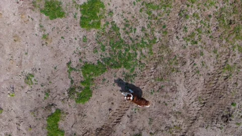 A Cheerful Dog Joyfully Leaps and Plays in the Peaceful Mountain 库存影片 337105044