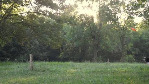Cheerful dog jumping for orange frisbee at the nature sunny day, slow motion Stock Footage