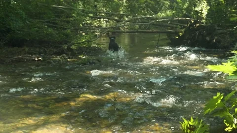 Cheerful dog jumps and has fun in the river. Stock Footage 210526053