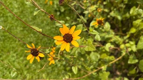 Cheerful field composition showcasing bright yellow sunflowers with dark brow Foto stock