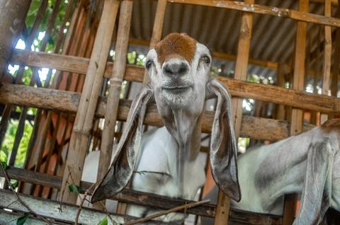 A cheerful goat smiling while looking at the camera from inside a rustic wo.. Stock Photos