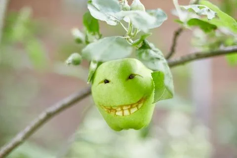 Cheerful green Apple on a tree Stock Photos