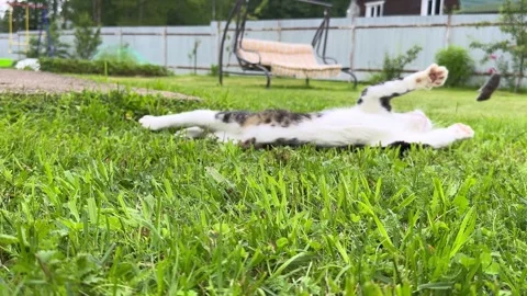 A cheerful grey and white cat catching a mouse in a funny, swift move. Stock Footage 313683022