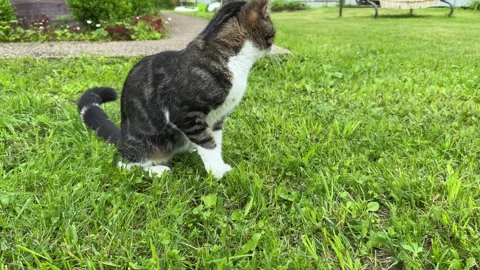 A cheerful grey and white cat catching a mouse in a funny, swift move. Stock Footage 313683373