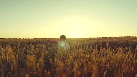 Cheerful happy boy run through wheat field, child cheerful run summer golden Stock Footage 245585561