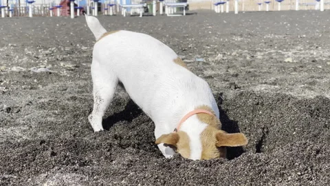 Cheerful Jack Russell dog digging hole in black sand on the sea beach, cute Stock Footage 305161070