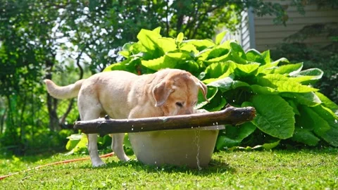 A cheerful Labrador plays with a big stick in a bath of water outdoors Stock Footage 277953433